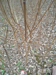 高度80厘米李子树