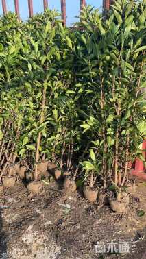 高度150厘米法国冬青