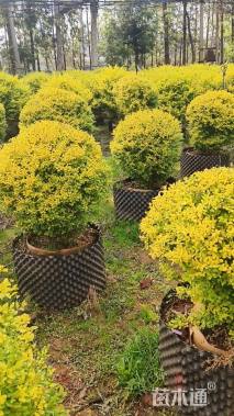 高度120厘米金冠女贞