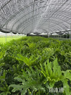 高度80厘米春羽