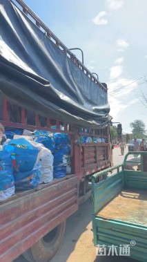 高度80厘米圆锥绣球