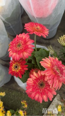高度20厘米非洲菊