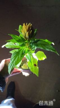 高度20厘米一支笔