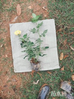 高度30厘米大花月季