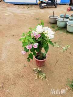 高度30厘米三角梅