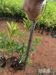 高度20厘米毛鹃