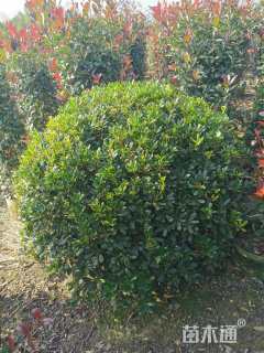 冠幅100厘米海桐球