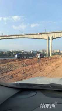 草卷状马尼拉草