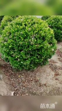 冠幅120厘米金森女贞球