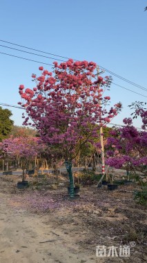 8公分紫花风铃木
