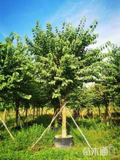 高度200厘米紫荆