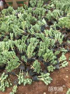 高度15厘米八宝景天