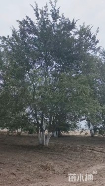 12公分青皮垂柳