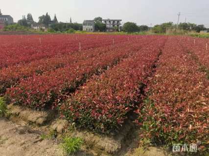 高度50厘米红叶石楠小苗