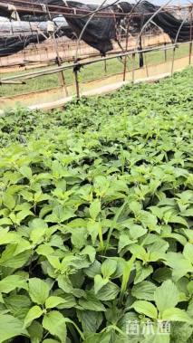 高度40厘米兰花鼠尾草