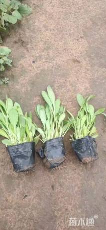 高度15厘米天人菊