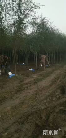 6公分榆树