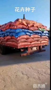 然艺花卉金鸡菊种子