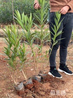 高度50厘米夹竹桃