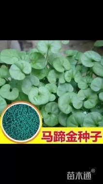马蹄金种子