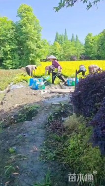 高度30厘米金森女贞