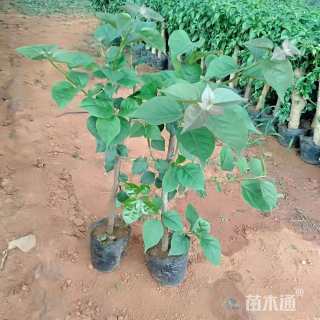 高度45厘米三角梅