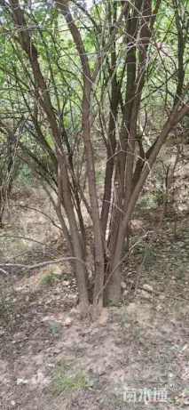 高度6厘米丛生茶条槭