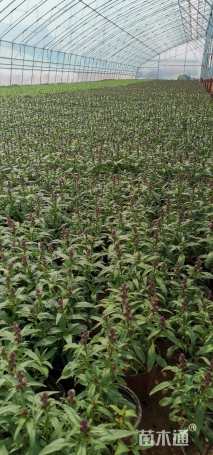 高度15厘米金鱼草