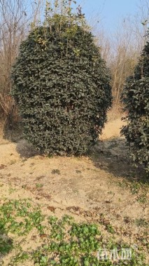 高度250厘米丛生桂花