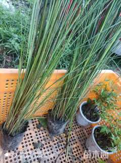 高度30厘米细叶芒