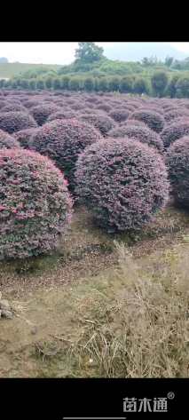 冠幅120厘米红花继木球