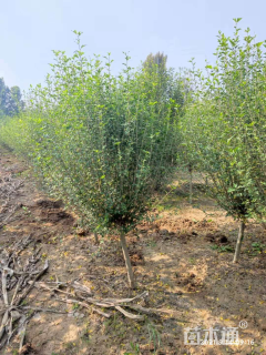 高度180厘米木槿