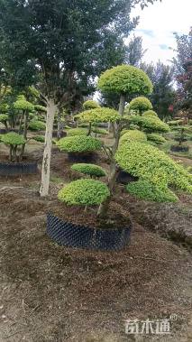 12公分造型亮晶女贞