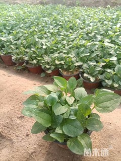 高度20厘米松果菊