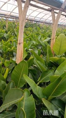 高度80厘米鹤望兰