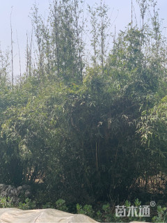 2公分慈孝竹