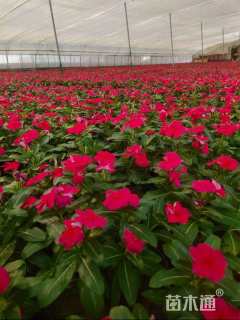 高度20厘米长春花