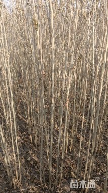 高度1.6厘米丛生木槿