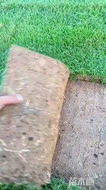 草卷状百慕大草