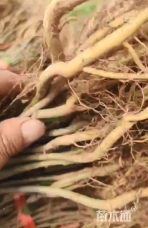 高度50厘米紫穗槐小苗