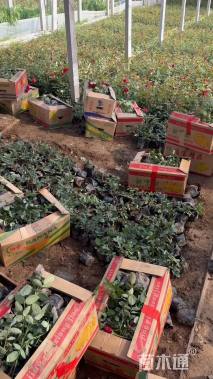 高度15厘米卡罗拉月季