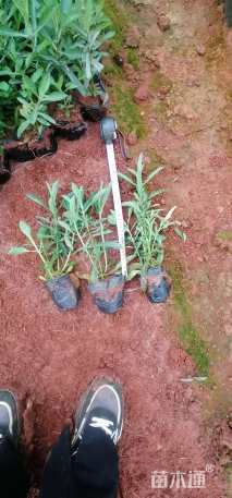 高度25厘米马鞭草