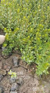 高度25厘米春鹃