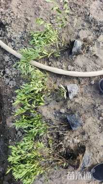 高度20厘米小叶栀子小苗