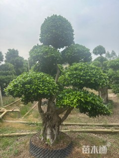 36公分造型小叶榕