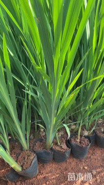 高度30厘米火星花