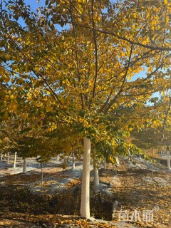 18公分染井吉野樱