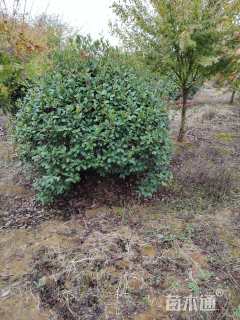 冠幅250厘米红叶石楠球