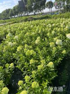 高度20厘米圆锥绣球