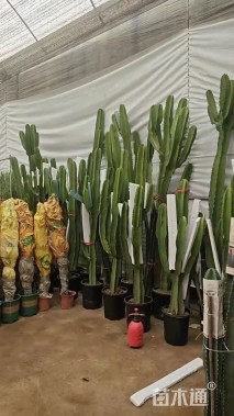 高度60厘米仙人柱